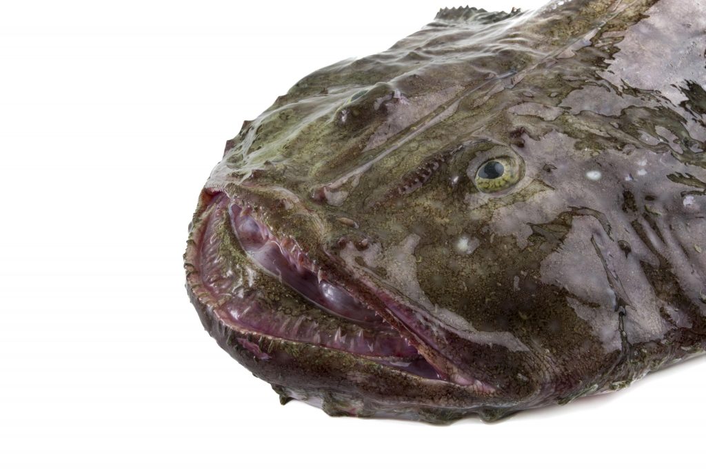 F0000000082__1030063